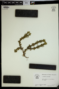 Lycopodium serratum image