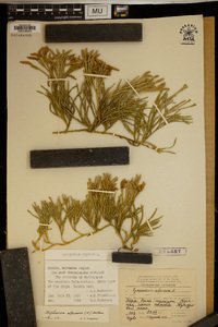 Lycopodium alpinum image