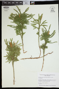 Dendrolycopodium dendroideum image