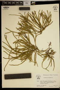 Diphasiastrum wightianum image