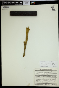 Image of Lycopodium pinifolium