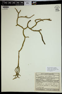 Lycopodium verticillatum image