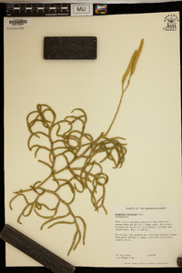 Lycopodium venustulum image