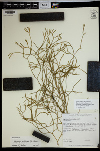 Huperzia filiformis image