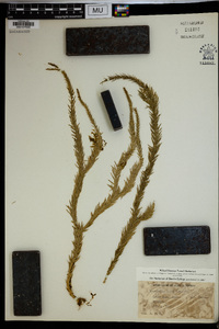 Lycopodium pinifolium image