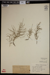 Equisetum sylvaticum image