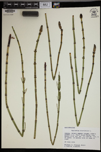 Equisetum fluviatile image