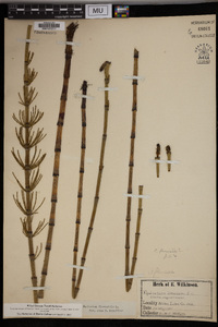 Equisetum fluviatile image