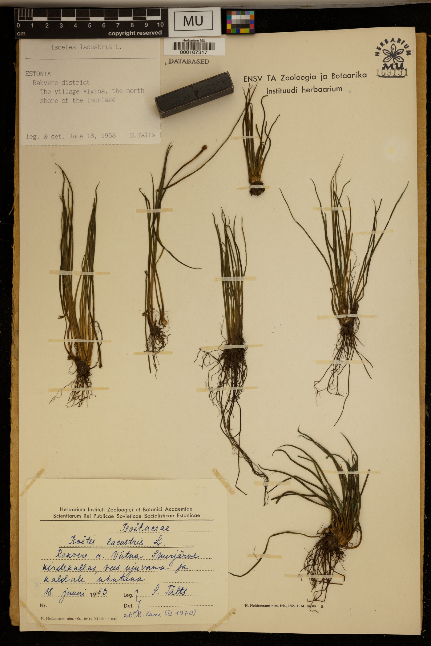 Isoëtes lacustris image