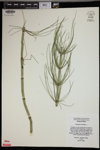 Equisetum fluviatile image