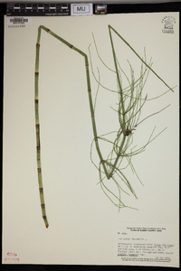 Equisetum fluviatile image