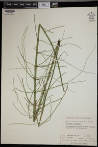 Equisetum fluviatile image