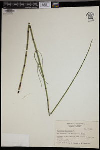 Equisetum fluviatile image