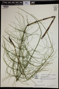 Equisetum fluviatile image