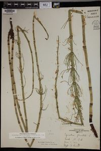 Equisetum fluviatile image