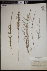 Equisetum fluviatile image