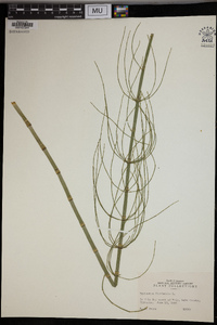 Equisetum fluviatile image