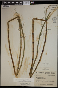 Equisetum fluviatile image