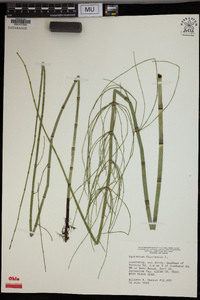 Equisetum fluviatile image