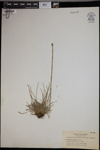 Equisetum fontinale image