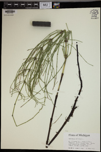 Equisetum palustre image