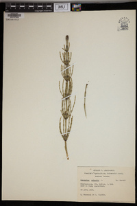 Equisetum palustre image