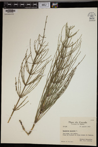 Equisetum palustre image