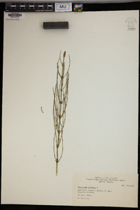 Equisetum palustre image