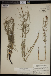 Equisetum palustre image