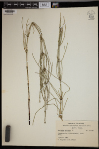 Equisetum palustre image