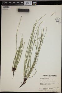 Equisetum palustre image