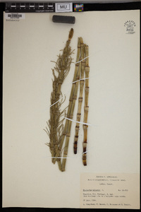 Equisetum palustre image