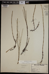 Equisetum palustre image