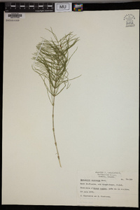 Equisetum pratense image