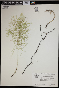 Equisetum pratense image