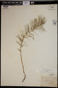 Equisetum pratense image