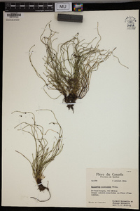 Equisetum scirpoides image