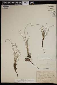 Equisetum scirpoides image