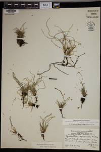 Equisetum scirpoides image