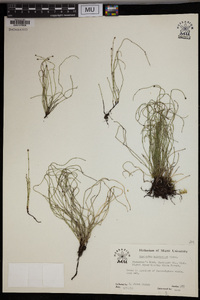 Equisetum scirpoides image