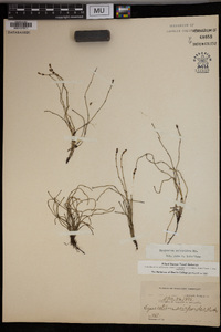 Equisetum scirpoides image