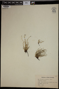 Equisetum scirpoides image