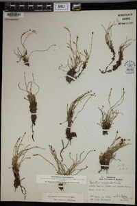 Equisetum scirpoides image