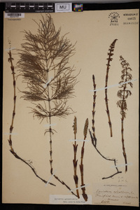 Equisetum sylvaticum image