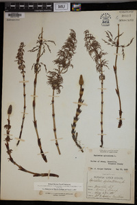 Equisetum sylvaticum image