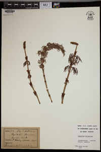 Equisetum sylvaticum image