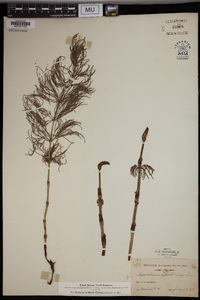 Equisetum sylvaticum image