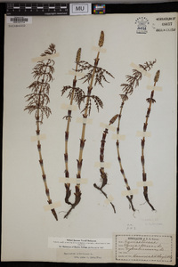 Equisetum sylvaticum image