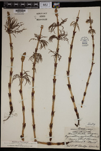 Equisetum sylvaticum image