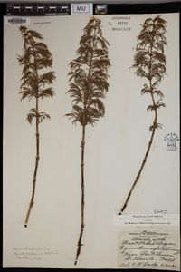 Equisetum sylvaticum image